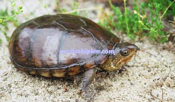 Çamur Kaplumbağası Özellikleri ve Bakımı